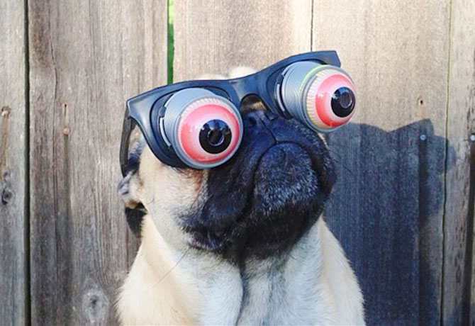 狗粮怎么选才是正确的 (狗粮吃哪种比较好)