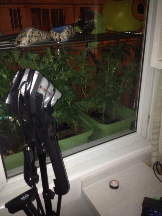 阳台种菜被老鼠偷吃怎么办,成熟的西红柿如何防止被老鼠吃掉