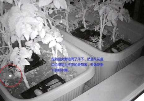 阳台种菜被老鼠偷吃怎么办,成熟的西红柿如何防止被老鼠吃掉