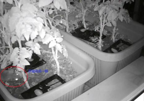 阳台种菜被老鼠偷吃怎么办,成熟的西红柿如何防止被老鼠吃掉