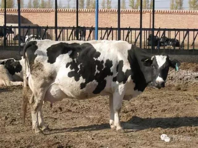 牛腹壁疝怎么办,奶牛脐疝修补术手术步骤