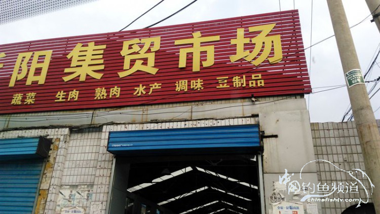 跑鱼断钩的视频,跑鱼断竿