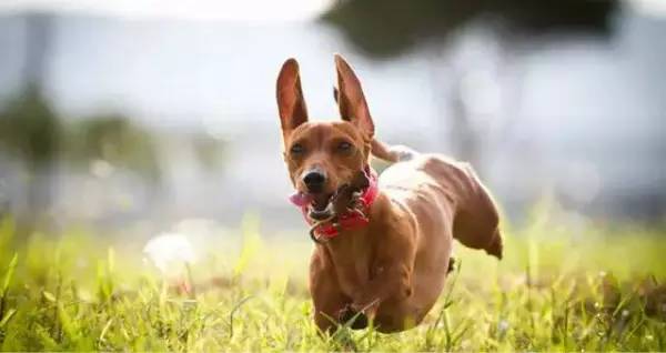 各种狗的身价排行榜,宠物狗什么狗最便宜还好看