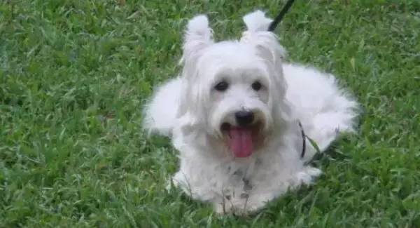 各种狗的身价排行榜,宠物狗什么狗最便宜还好看