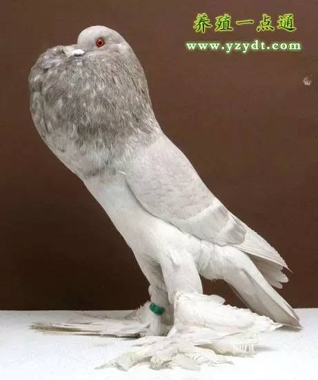 观赏鸽养殖赚钱吗,观赏鸽养殖市场前景分析