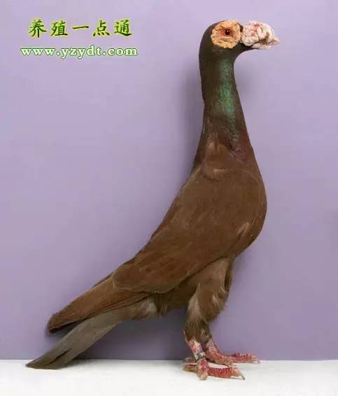 观赏鸽养殖赚钱吗,观赏鸽养殖市场前景分析