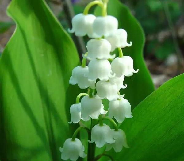 花朵语录唯美句子,夕阳西下花朵的唯美句子