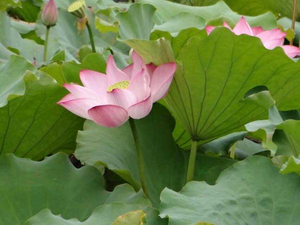 花朵语录唯美句子,夕阳西下花朵的唯美句子