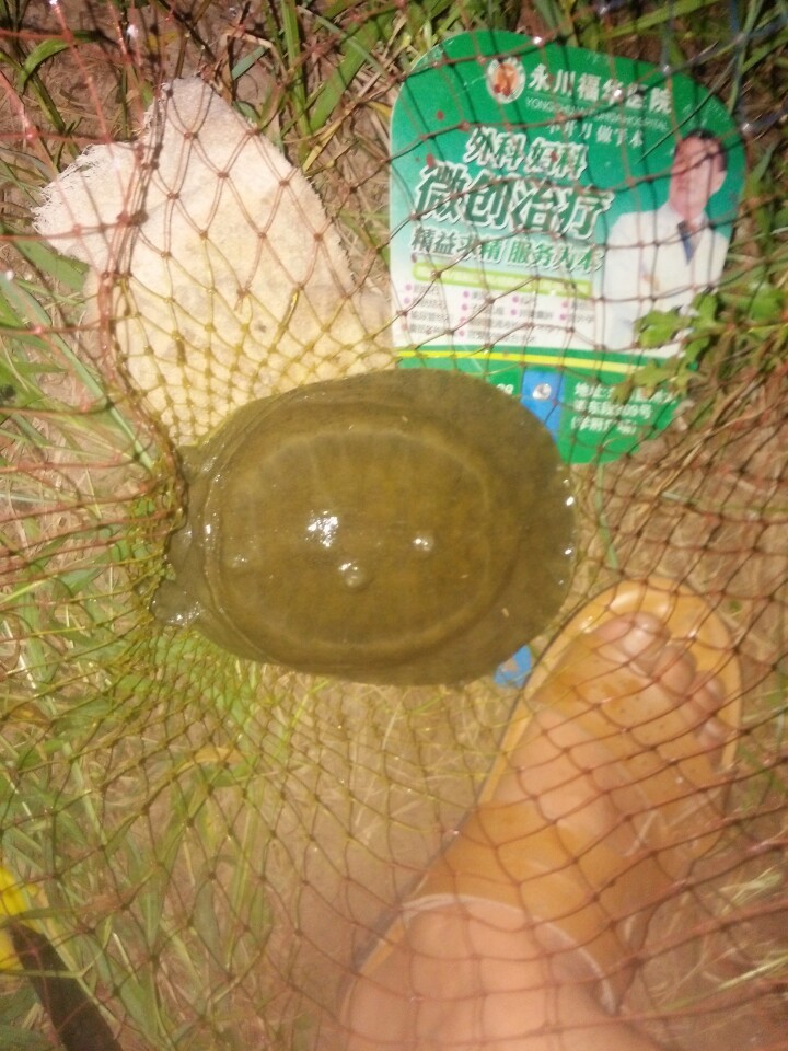 閽撶殑鐢查奔杩樿兘娲诲悧,閽撲笂鏉ョ殑鐢查奔鏈夊繉璁冲悧