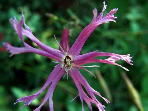 慈禧的化妆品讲究,慈禧太后用的胭脂是什么