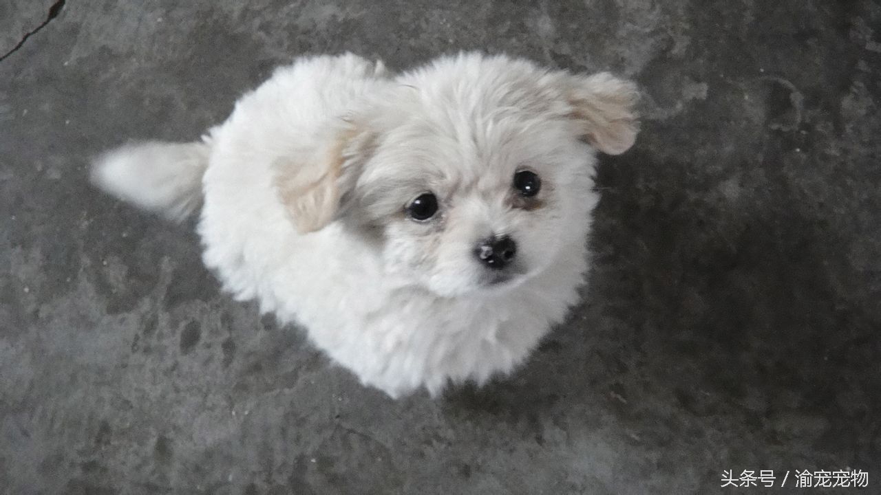 科普——犬猫绝育那些事（一）