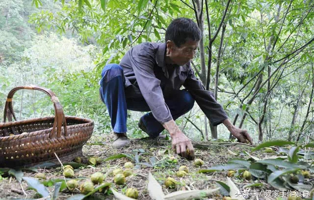 “绩溪大帝国”的英雄,爸妈喊你回家打山核桃啦