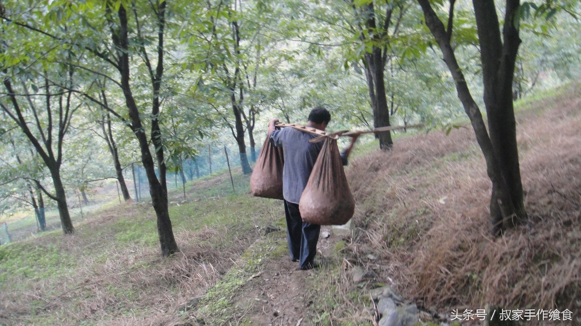 “绩溪大帝国”的英雄,爸妈喊你回家打山核桃啦