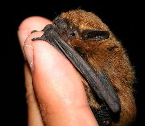 养在指尖的小萌物，哪一只会想让你抱回家？