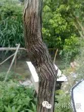 新手盆景入门视频,新手入手什么盆景