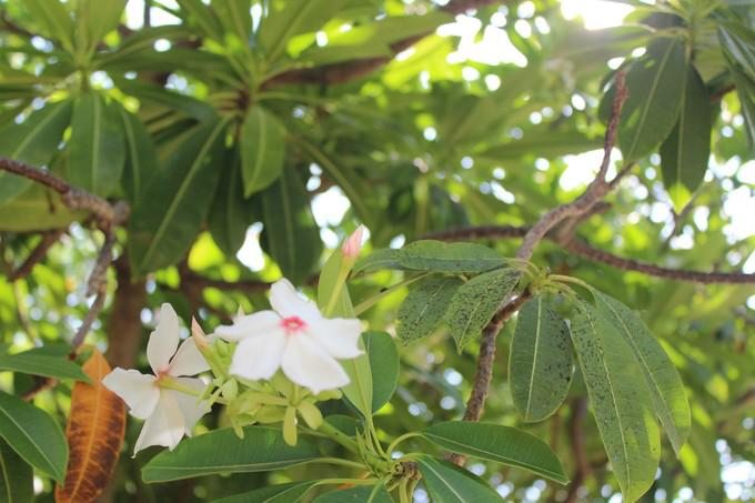 和闺蜜一起去三亚旅游的视频,和闺蜜去三亚旅游