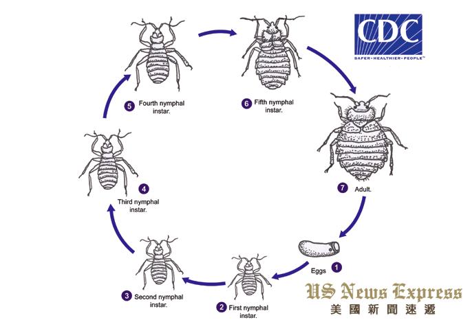 床虱来袭纽约、洛杉矶皆沦陷出游度假需谨慎