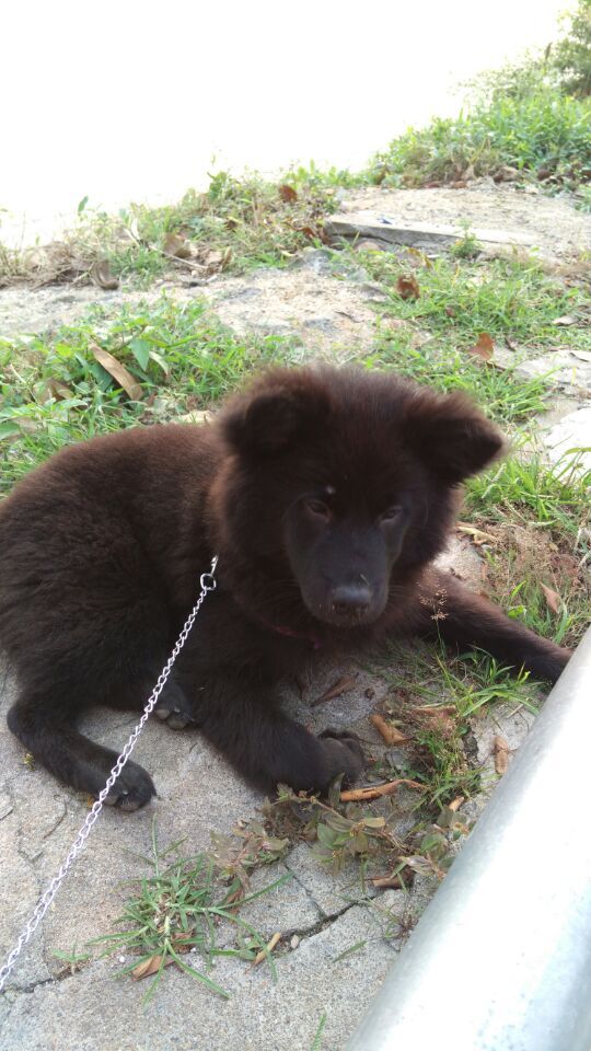 狗狗吃火腿肠包装袋能拉出来吗,狗狗把火腿肠的皮和环吞了怎么办