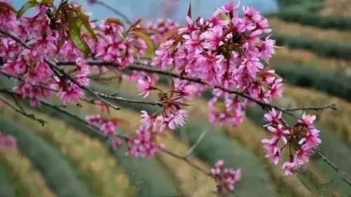 走进中国茶都安溪,看看是怎么样的一座城市