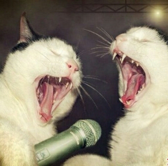 动物配文字搞笑图片,动物搞笑片段大全爆笑