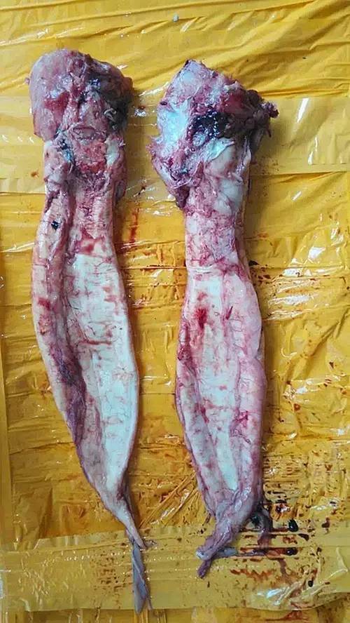 赤嘴鳘野生和养殖的区别,如何辨别野生赤嘴鳘