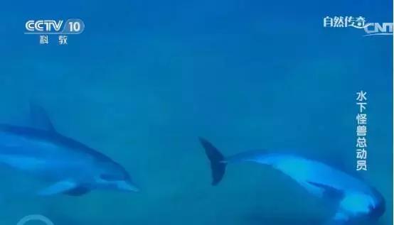 别再让孩子看《熊×》《×羊》了!看看CCTV-10吧