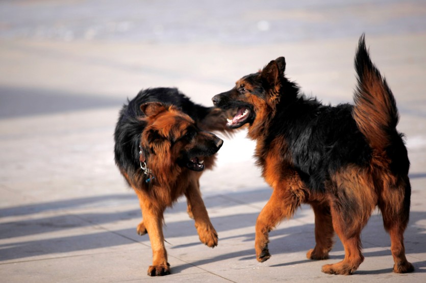 东德牧羊犬和德国牧羊犬有区别吗,牧羊犬详细介绍