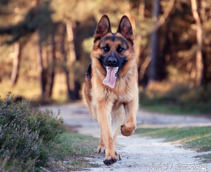 东德牧羊犬和德国牧羊犬有区别吗,牧羊犬详细介绍