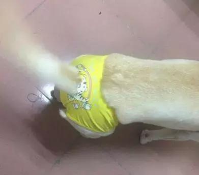 宠物狗每个月都要来大姨妈吗,宠物狗来大姨妈要注意什么