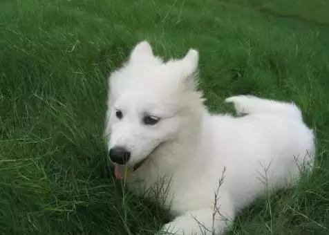 怀孕的狗狗一直哀嚎,怀孕狗狗反常焦躁走来走去还哼唧