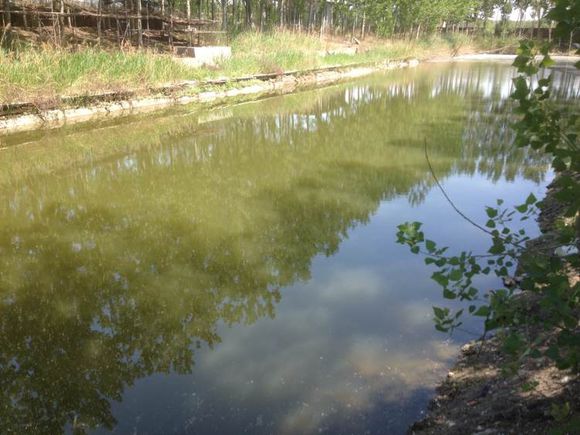 蝌蚪养殖黑鱼,蛙饵钓黑鱼