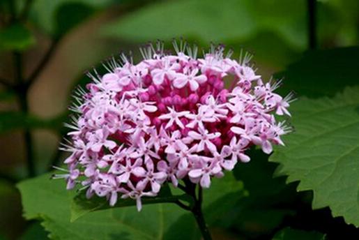 每日一花鲜花,每日一花之绣球花