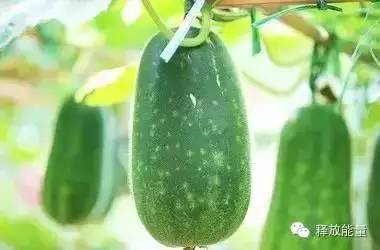 春季吃一宝的好处,秋后吃五宝身体自然好