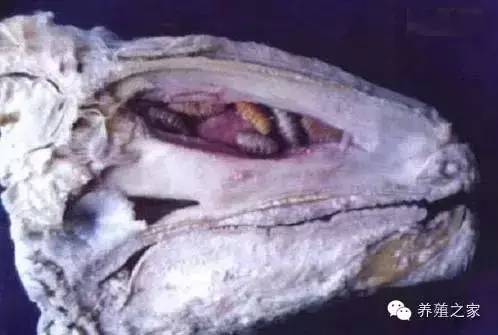 最全羊寄生虫病图谱及治疗处方(珍藏版)?