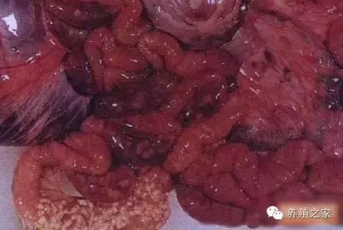 最全羊寄生虫病图谱及治疗处方(珍藏版)?