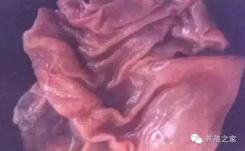 最全羊寄生虫病图谱及治疗处方(珍藏版)?