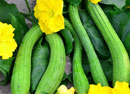 苦丝瓜和发苦的丝瓜有什么区别,丝瓜的妙用有哪些图片