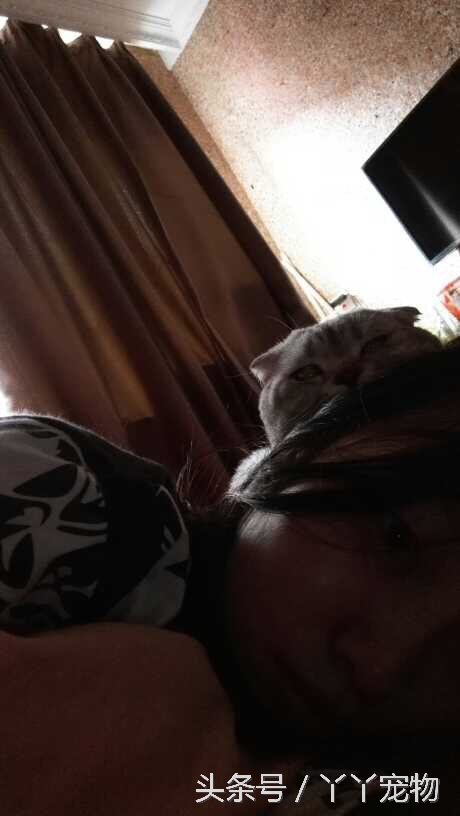 宠物狗布病怎么治疗,宠物常见疾病治疗及症状每日分享