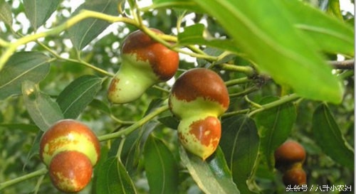 你们看看这枣子长得像小葫芦吗？这就是传说中的葫芦枣