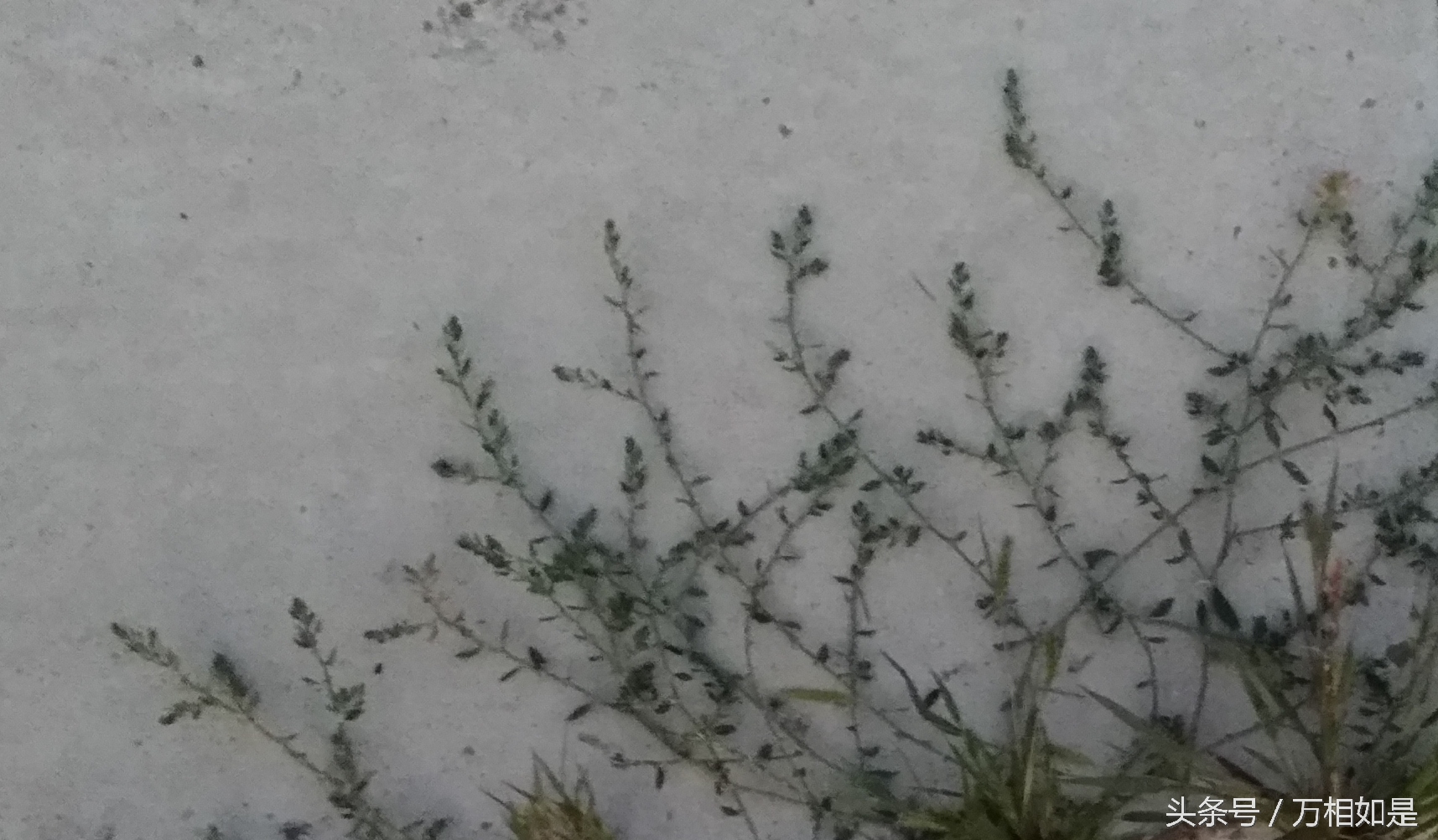 墙草布景,墙草属植物