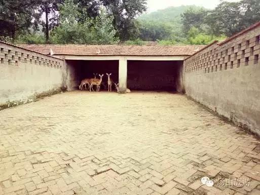 天气这么好，一起来汤山钓鱼、骑马、吃鹿肉、看鳄鱼吧！