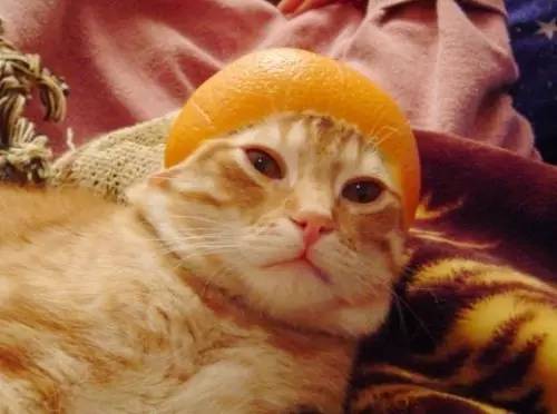 怎么防止猫咬细的电线,怎样从猫上接出网线