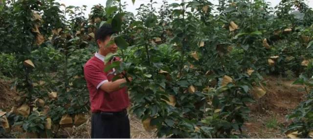 2017年度全国最美茶园,世界上最美茶园是哪里