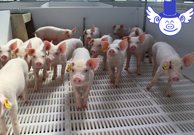 温氏养猪10000头猪一年利润多少,温氏养猪利润