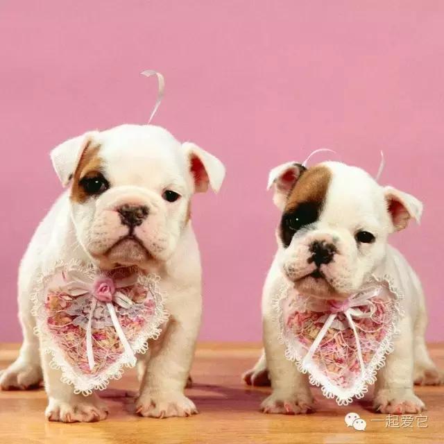 养宠知识不明确导致的惨案,养宠知识为什么猫咪总是看不起你