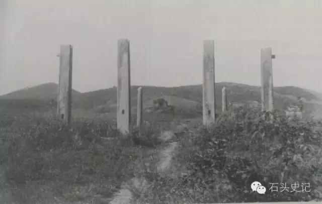 郑和下西洋带回祥瑞麒麟,郑和下西洋带回的植物