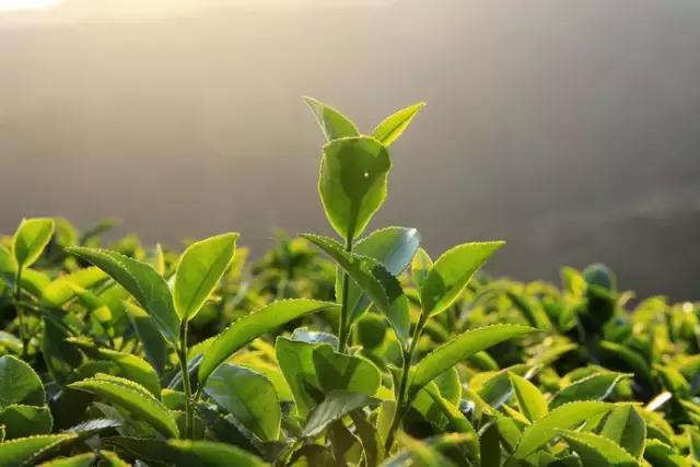 走进中国茶都安溪,看看是怎么样的一座城市