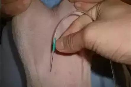 图文详解：猪的全部注射给药方法和注意事项