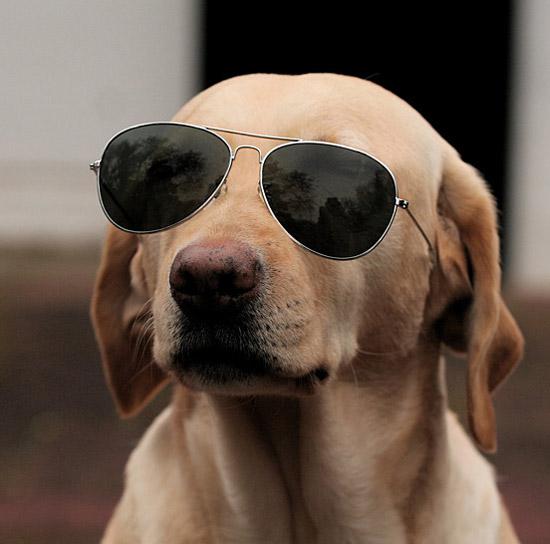 动物配文字搞笑图片,动物搞笑片段大全爆笑