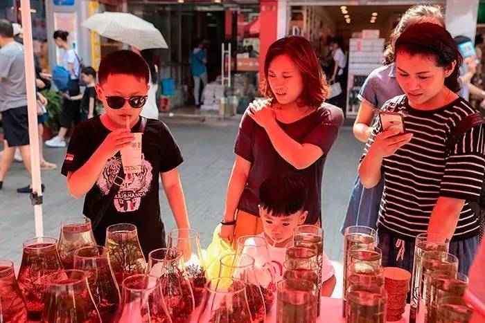 跟红斑马鱼一样好养的小热带鱼,红斑马鱼的正确养殖方法